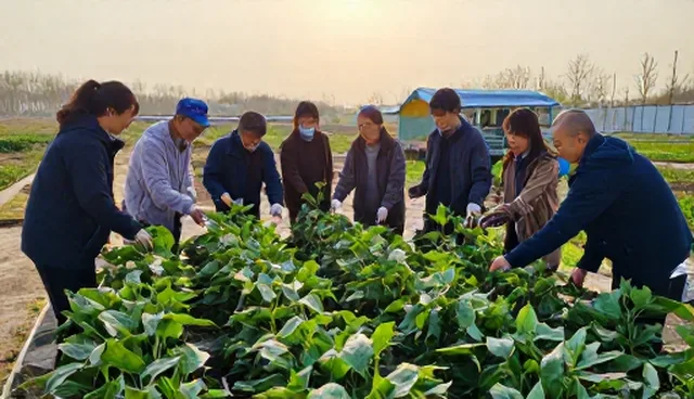 食品安全检查要点：农产品收购环节常见问题与处理方法